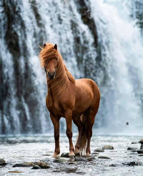 Free photo of CB Editing Background (with Stallion and Nature)