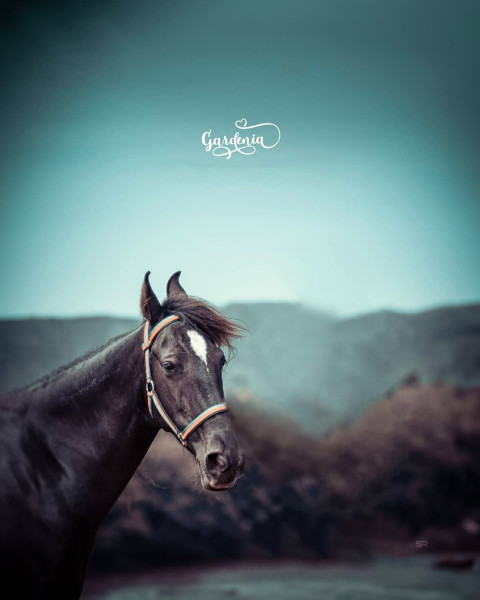 Free photo of CB Editing Background (with Stallion and Equestrian)