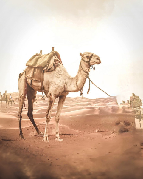 Free photo of CB Editing Background (with Camel and Sand)