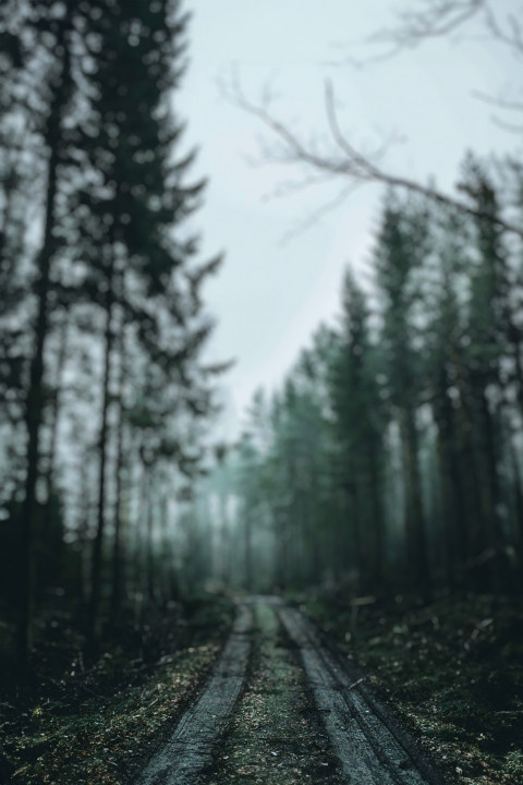 Free photo of Blur CB Editing Background (with Tree and Nature)
