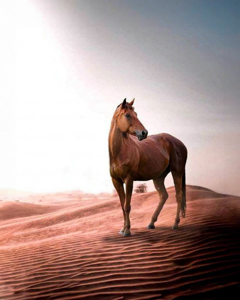 Free photo of Picsart Editing Background (with Animal and Desert)