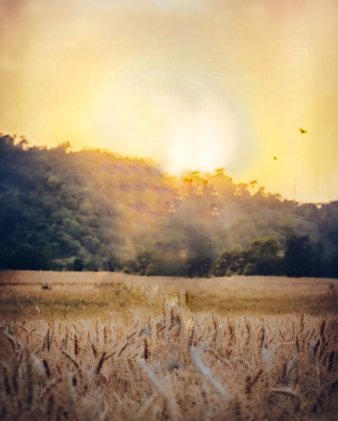 Free photo of CB Editing Background (with Nature and Field)