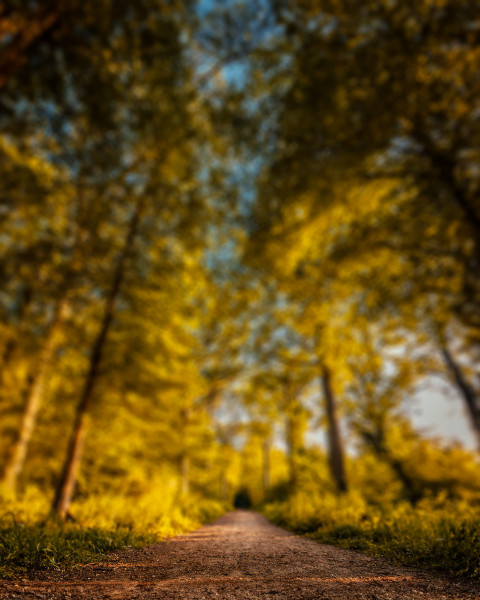 Free photo of Blur CB Editing Background (with Park and Road)