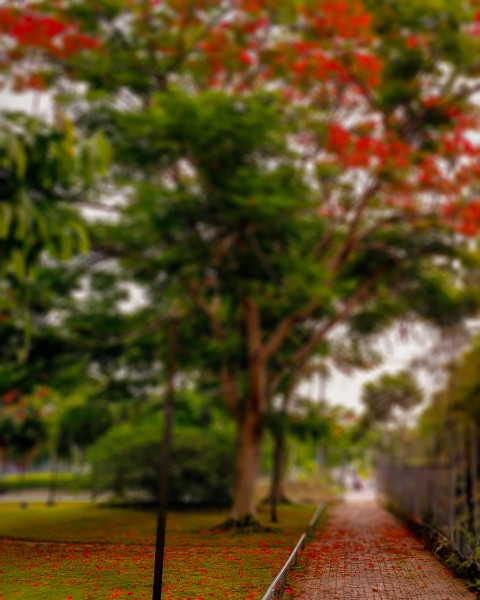 Free photo of Blur CB Editing Background (with Tree and Nature)