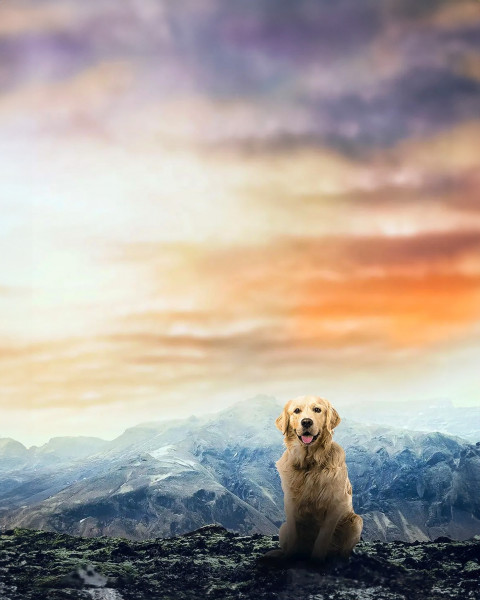 Free photo of Picsart Editing Background (with Animal and Pet)