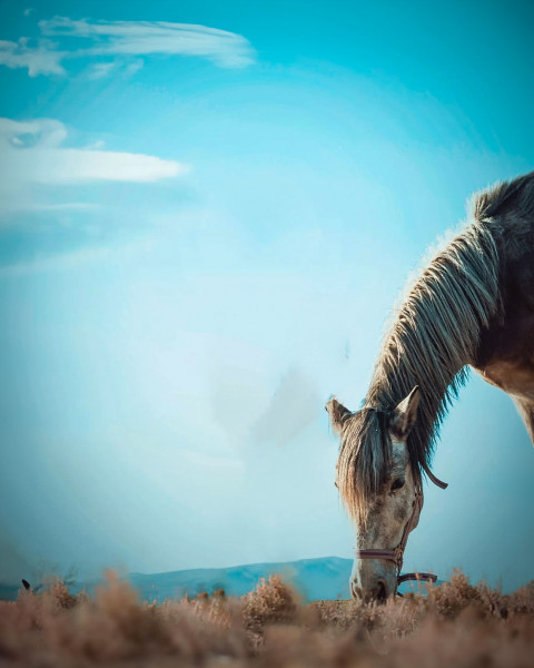 Free photo of Picsart Editing Background (with Horse and Animal)