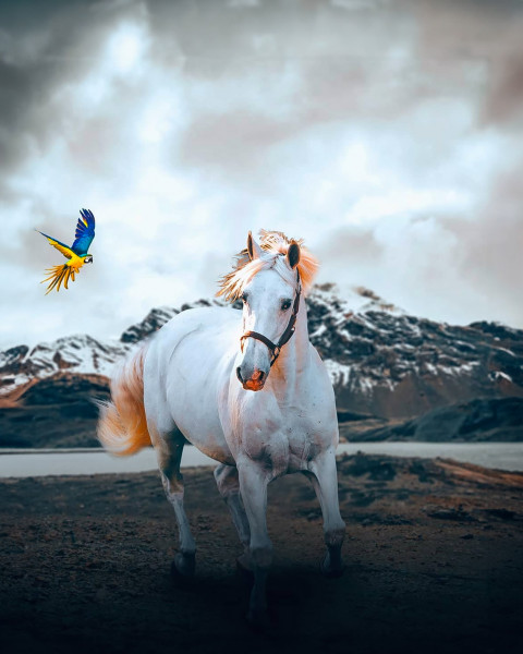 Free photo of Picsart Editing Background (with Horse and Equine)