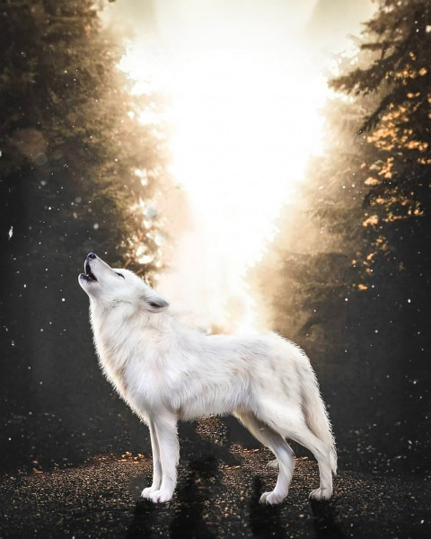 Free photo of Picsart Editing Background (with Wolf and Nature)