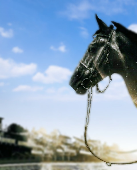 Free photo of CB Editing Background (with Portrait and Equine)