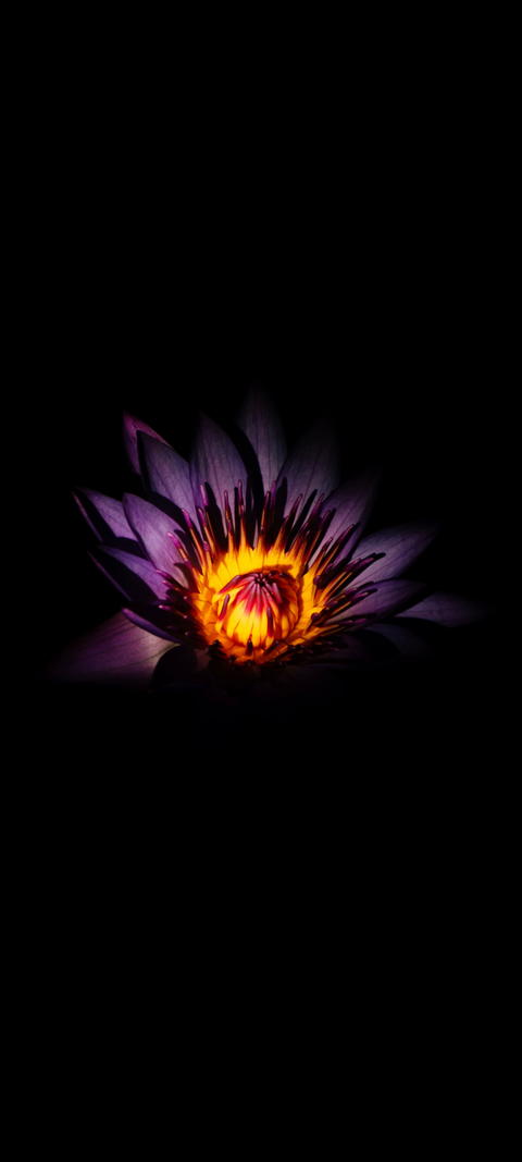 Free photo of 4K Amoled Wallpaper with Violet Purple & Petal