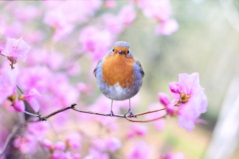 Free photo of a bird sitting on a branch around pink flowers