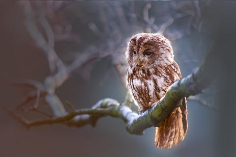 Free photo of an owl perched on a branch in a tree