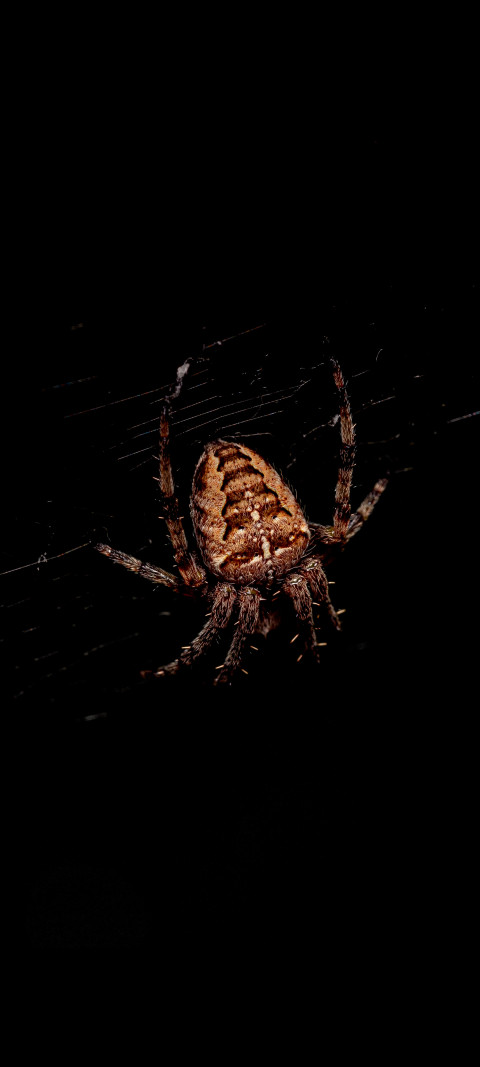 spider on a web in dark