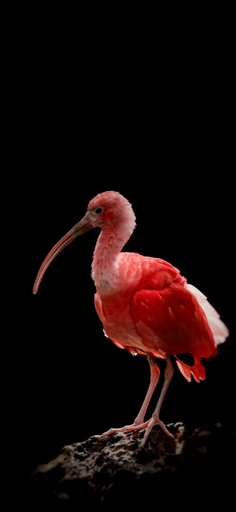 Pink bird standing on a rock with a long beak