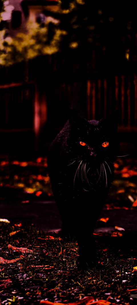 black cat walking in the dark with leaves on the ground