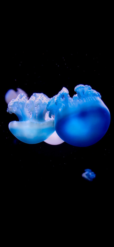 jellyfishes floating in the water in the dark