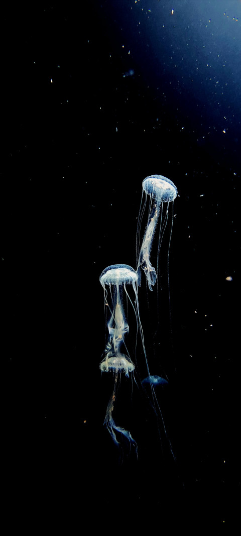 jellyfishes floating in the water at night