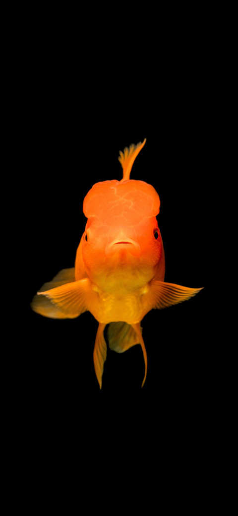 Free photo of Animals Amoled Wallpaper with Fish & Goldfish