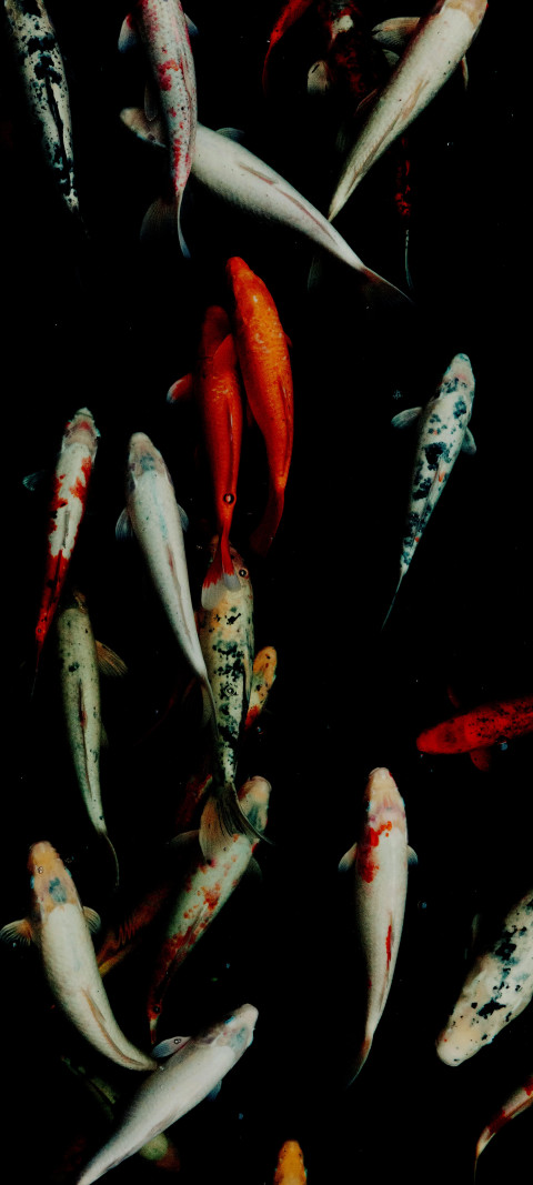 Free photo of Animals Amoled Wallpaper with Koi, Feeder fish & Fish