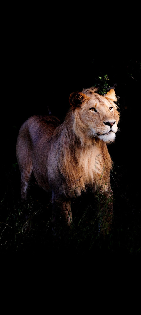 Lion standing in the dark