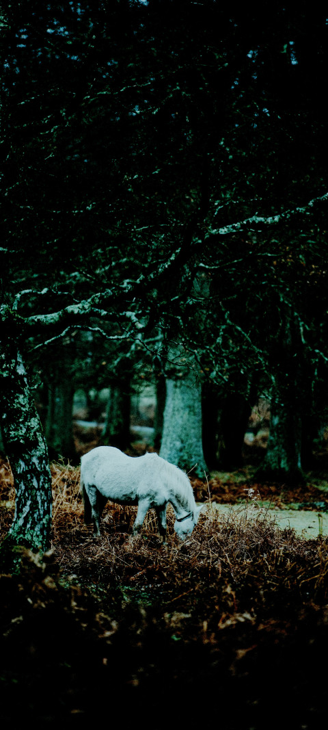 white horse standing in the woods