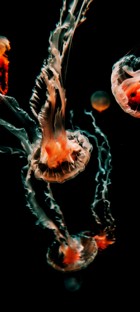 Free photo of Animals Amoled Wallpaper with Orange, Cnidaria & Jellyfish