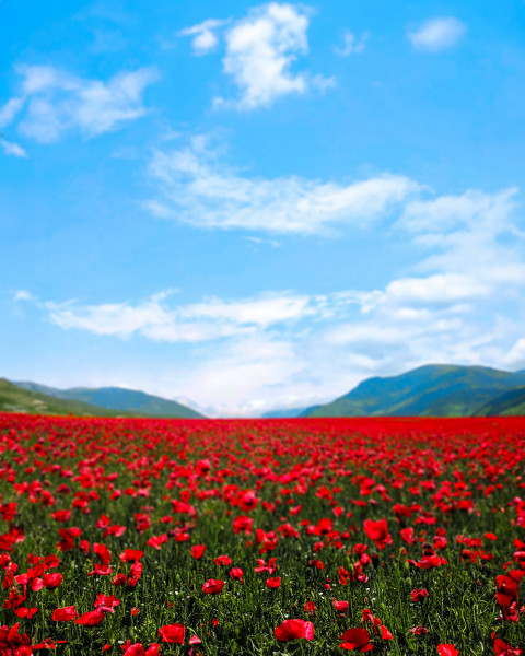 Free photo of Blur CB Editing Background (with Poppy and Field)