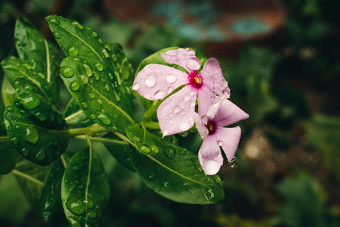 Free photo of Catharanthus roseus / Madagascar periwinkle Flower with Rain drops