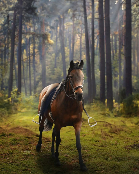 Free photo of CB Editing Background (with Animal and Horse)