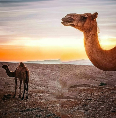 Free photo of CB Editing Background (with Camel and Tourism)
