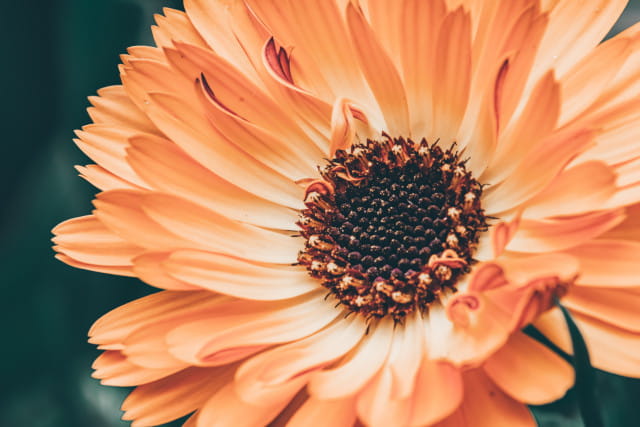 Free photo of close up of a flower with a green background