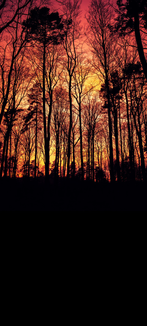 trees in the foreground are silhouetted against a sunset sky