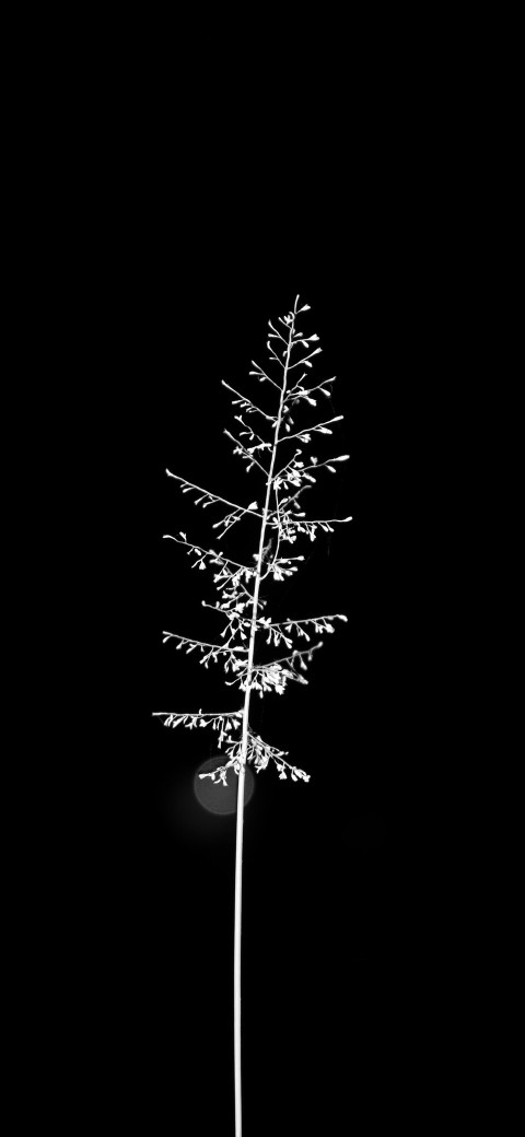 Free photo of Minimal Amoled Wallpaper with Branch, Tree & Black and white