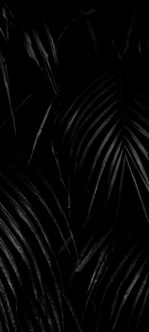 black and white palm leaves in the dark