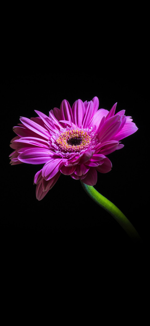 purple flower with a green stem on a black background