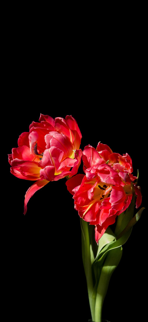 two red flowers in a vase on a black background