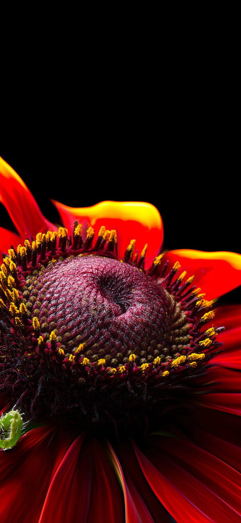 red flower with yellow stamens on a black background