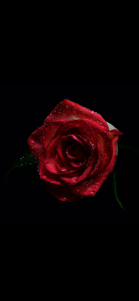 a close up of a single red rose with water droplets