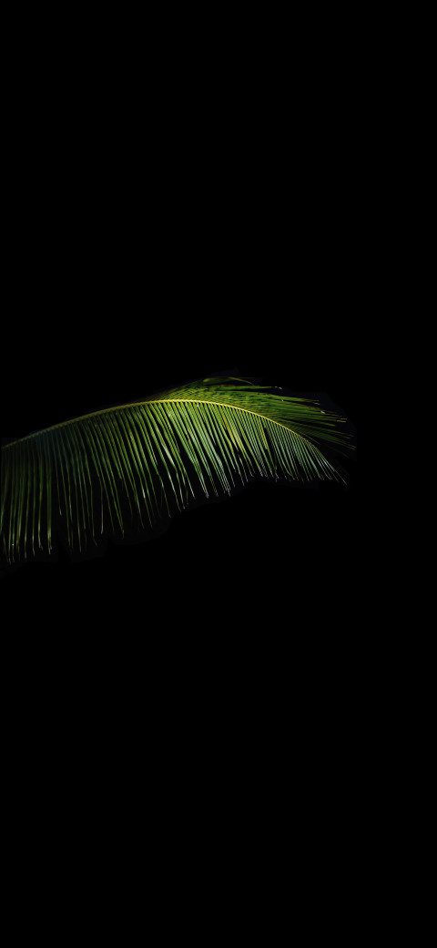 palm leaf in the dark with a black background