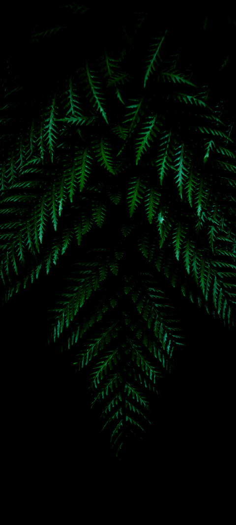 a close up of a plant with green leaves in the dark