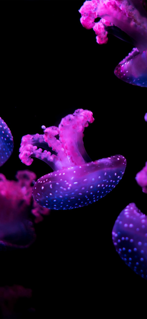 Free photo of Nature Amoled Wallpaper with Jellyfish, Violet & Purple