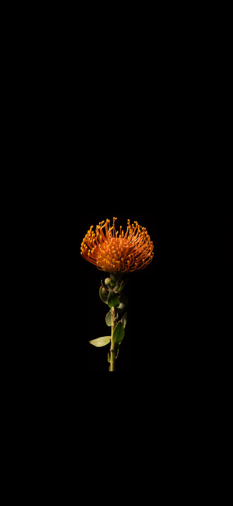 single flower in the dark