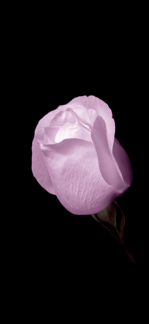 purple rose in the dark with a black background