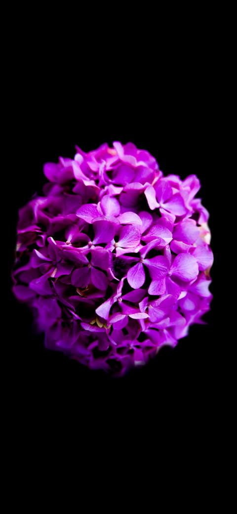 purple flowers are arranged in a ball on black surface