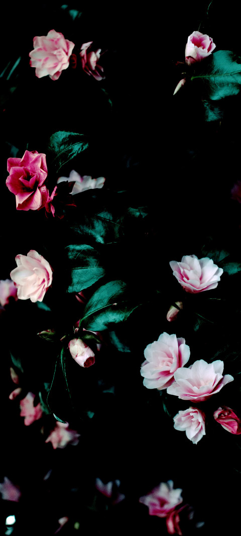 black background with pink and white flowers