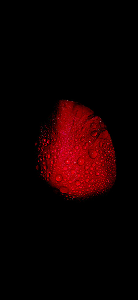 Rose petal with water droplets on it in the dark