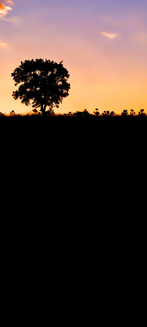 sunset with a lone tree in the foreground and a silhouette of a tree in the distance