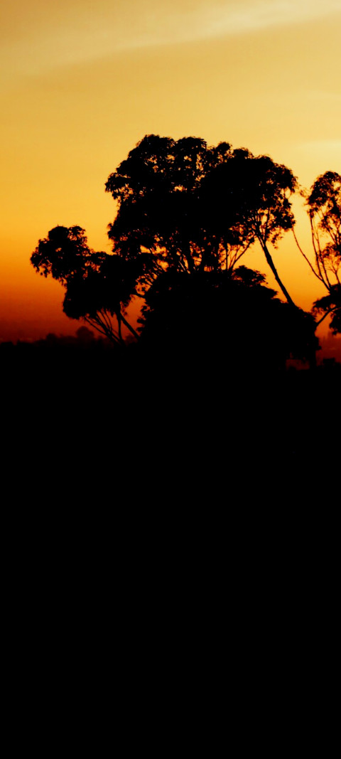 sunset with a silhouette of trees in the distance