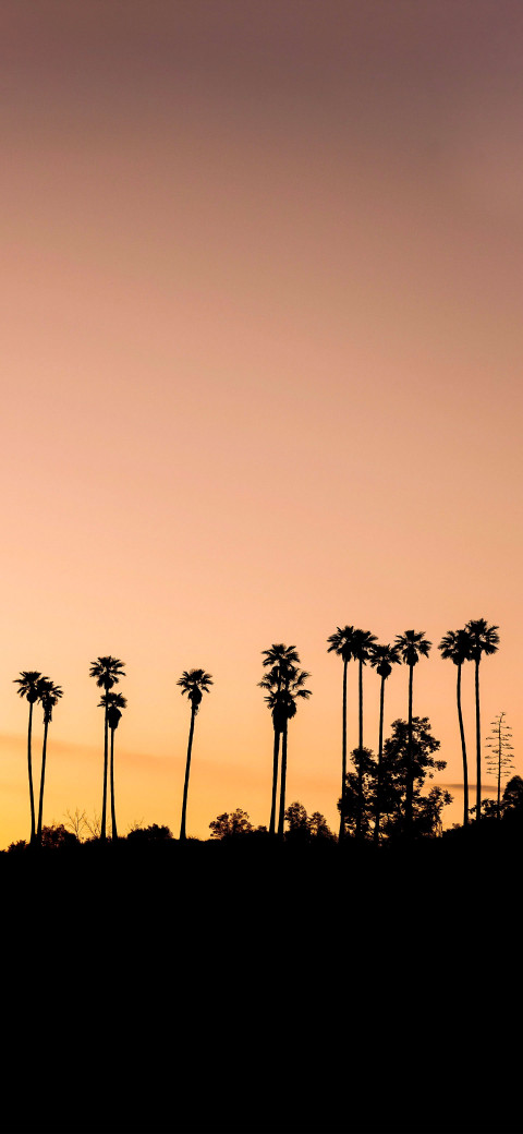 palm trees in silhouette against a sunset sky