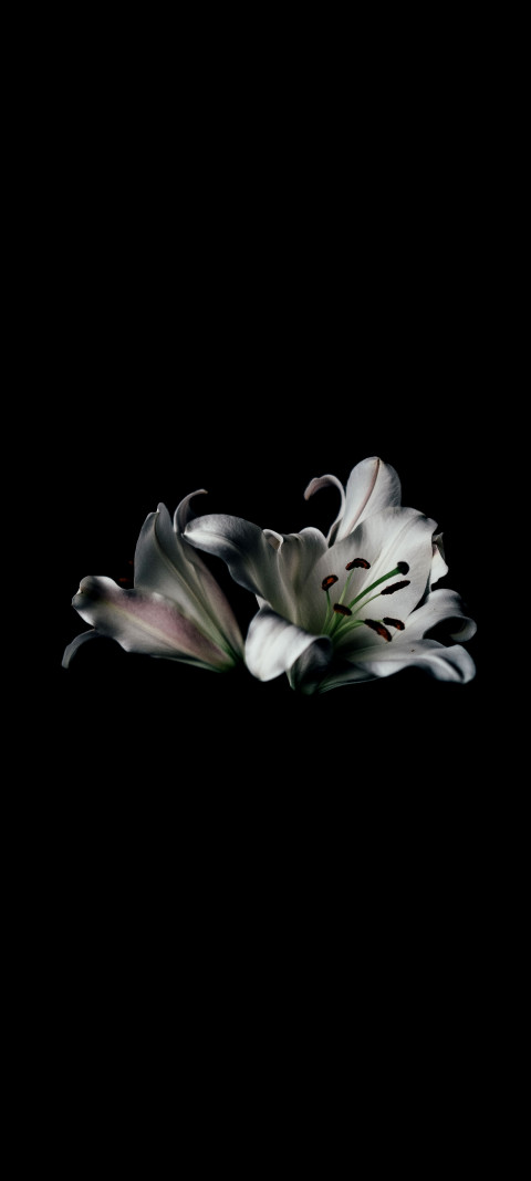 Free photo of Nature Amoled Wallpaper with White, Peruvian lily & Flower